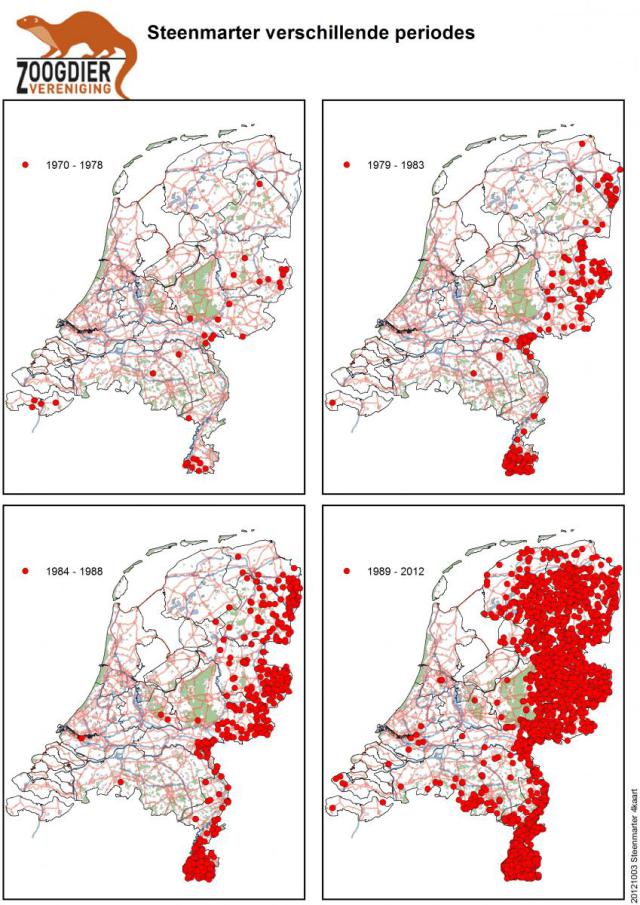 Verspreiding van de steenmarter in Nederland